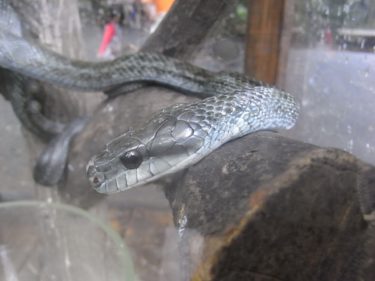 蛇はペットとして飼育が容易で比較的大型の種類も人気があります